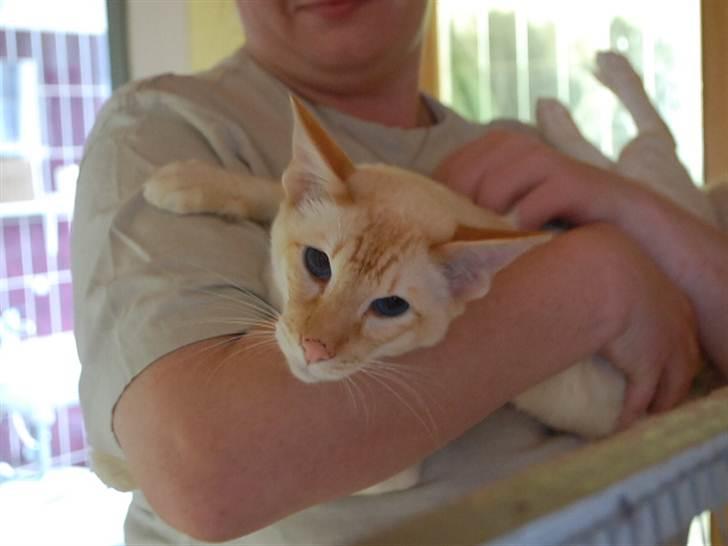 Balineser Blazing Wayan (Knæk) - Copyright Julia K. Beck billede 6