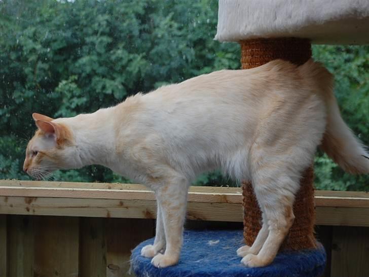 Balineser Blazing Wayan (Knæk) - Copyright Julia K. Beck billede 7