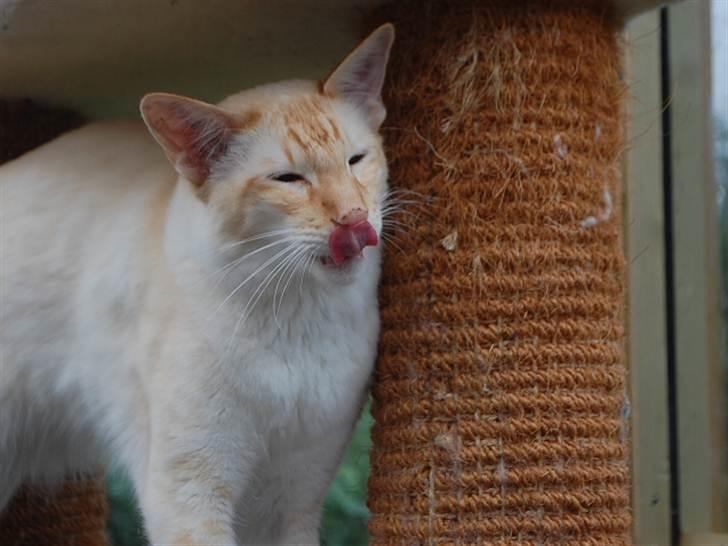 Balineser Blazing Wayan (Knæk) - Copyright Julia K. Beck billede 8