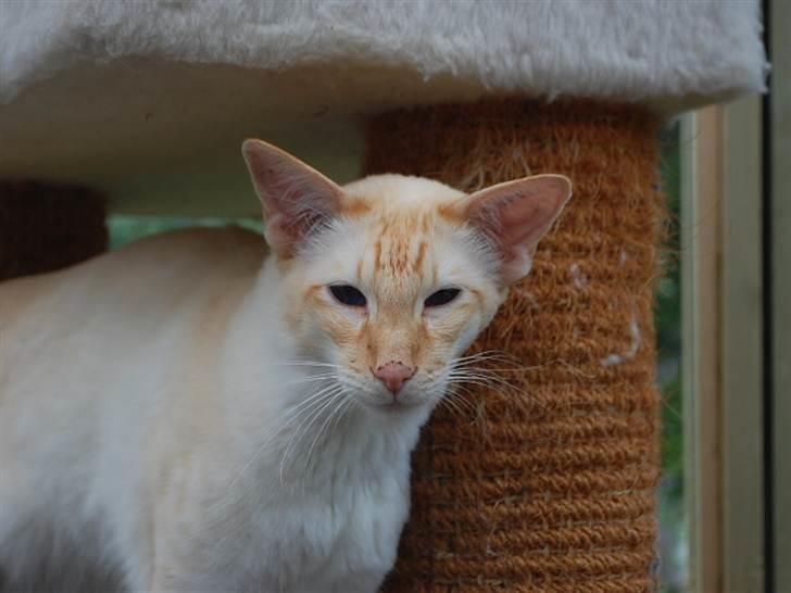 Balineser Blazing Wayan (Knæk) - Copyright Julia K. Beck billede 9