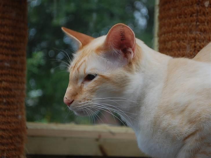 Balineser Blazing Wayan (Knæk) - Copyright Julia K. Beck billede 10