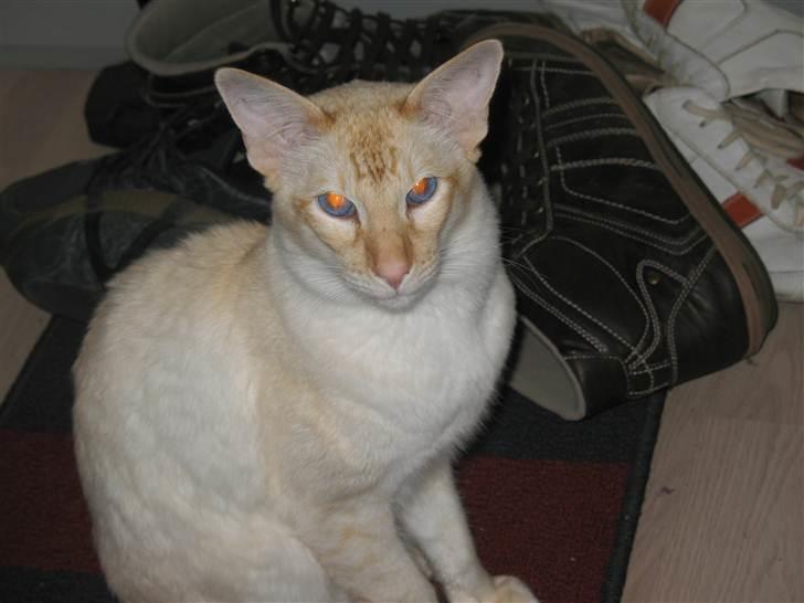 Balineser Blazing Wayan (Knæk) billede 11