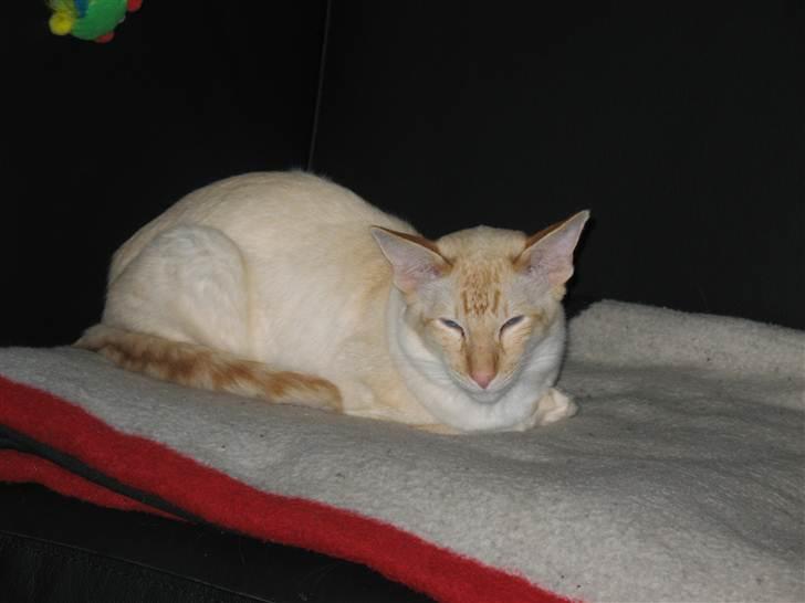 Balineser Blazing Wayan (Knæk) billede 12