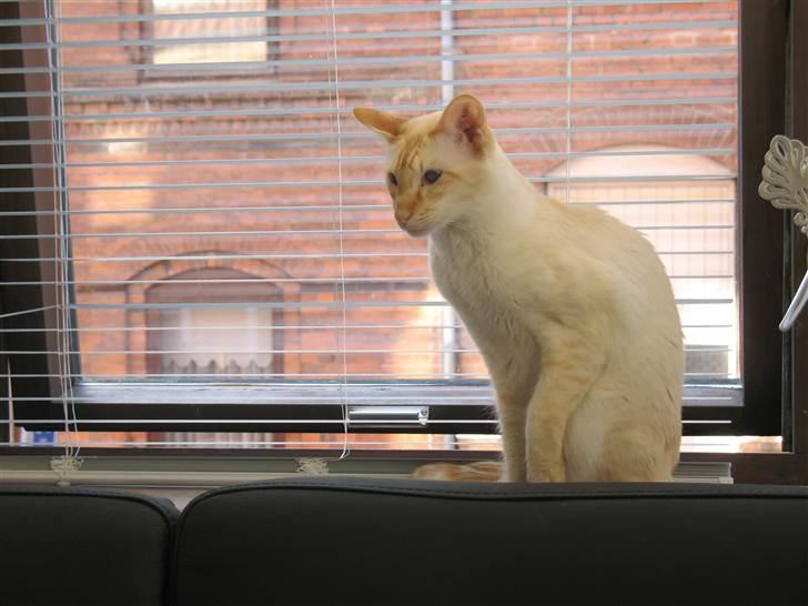 Balineser Blazing Wayan (Knæk) billede 13