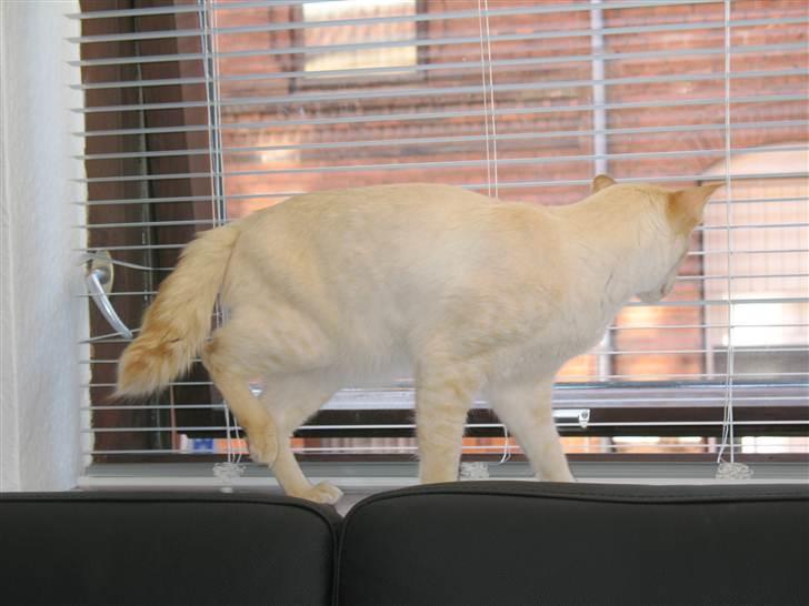 Balineser Blazing Wayan (Knæk) billede 14