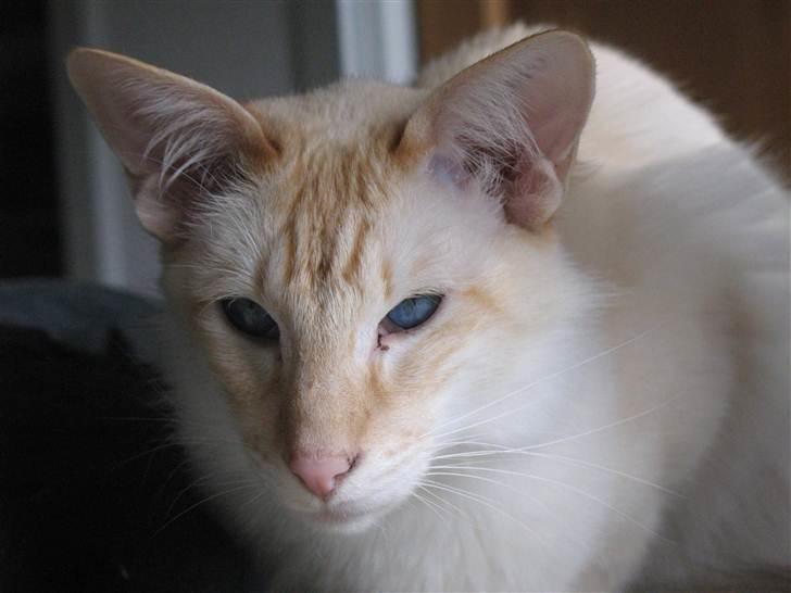 Balineser Blazing Wayan (Knæk) billede 15