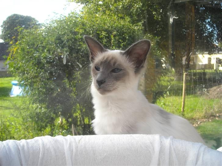 Balineser Dana Scully av Yum Yum - Copyright Anne Korsbakke billede 2