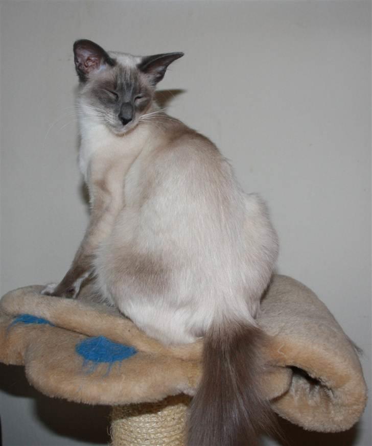 Balineser Dana Scully av Yum Yum - Copyright Anne Korsbakke billede 3