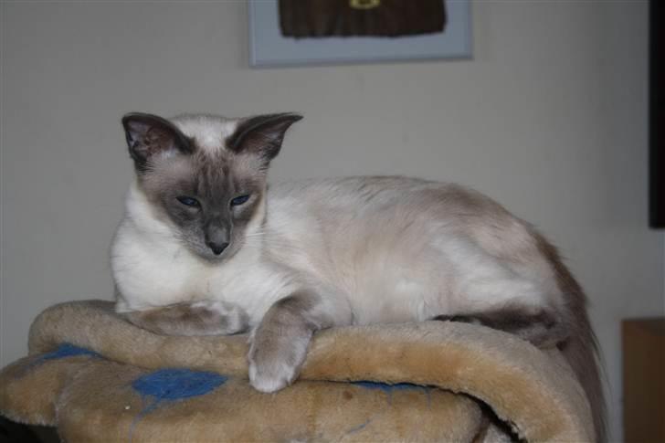 Balineser Dana Scully av Yum Yum - Copyright Anne Korsbakke billede 4