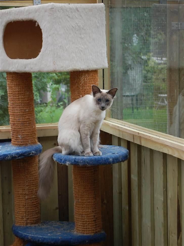 Balineser Dana Scully av Yum Yum - Copyright Julia K. Beck billede 6