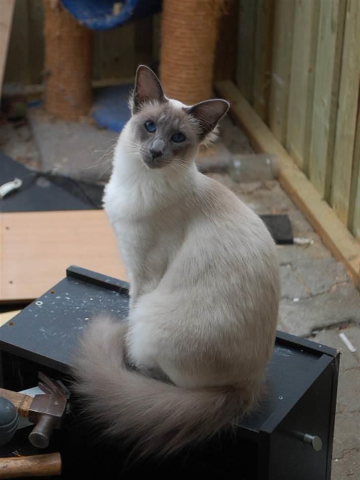 Balineser Dana Scully av Yum Yum - Copyright Julia K. Beck billede 7