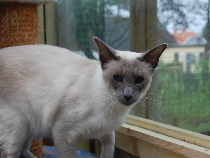 Balineser Dana Scully av Yum Yum - Copyright Julia K. Beck billede 8