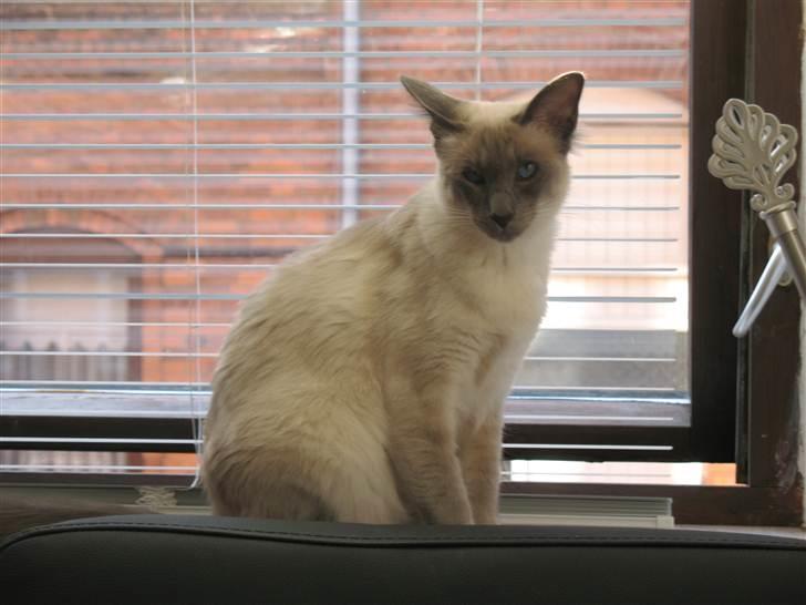 Balineser Dana Scully av Yum Yum billede 9