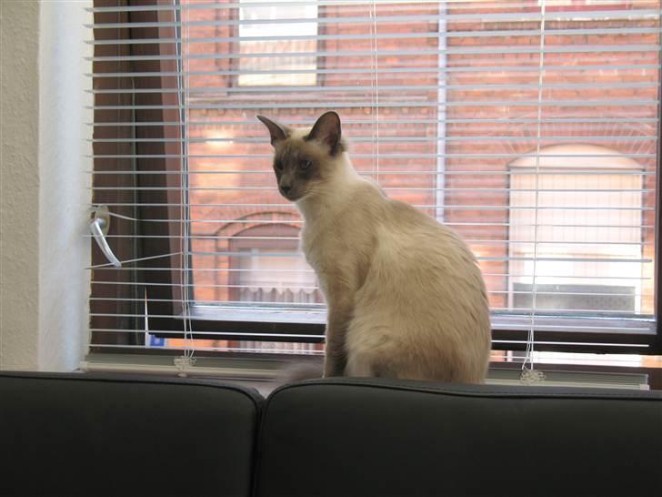 Balineser Dana Scully av Yum Yum billede 10