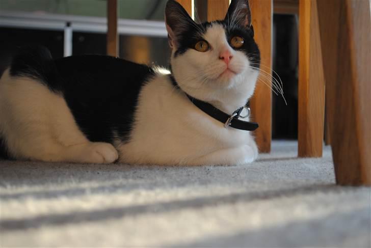 Huskat robert billede 12