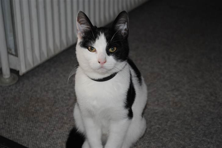 Huskat robert billede 15