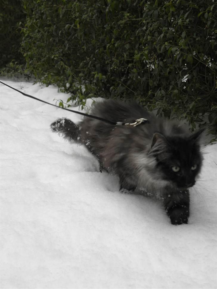 Norsk Skovkat Dk Bullcat's Zhila billede 3