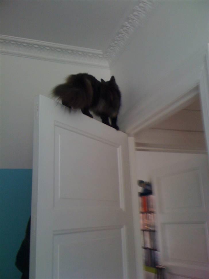 Norsk Skovkat Dk Bullcat's Zhila billede 4