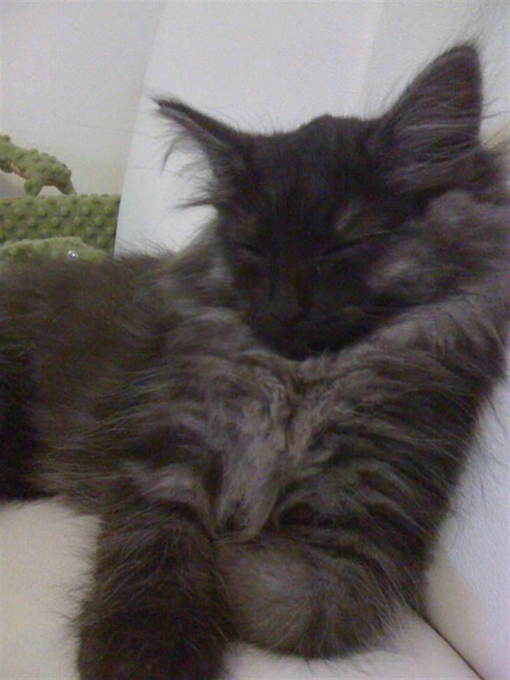 Norsk Skovkat Dk Bullcat's Zhila billede 5