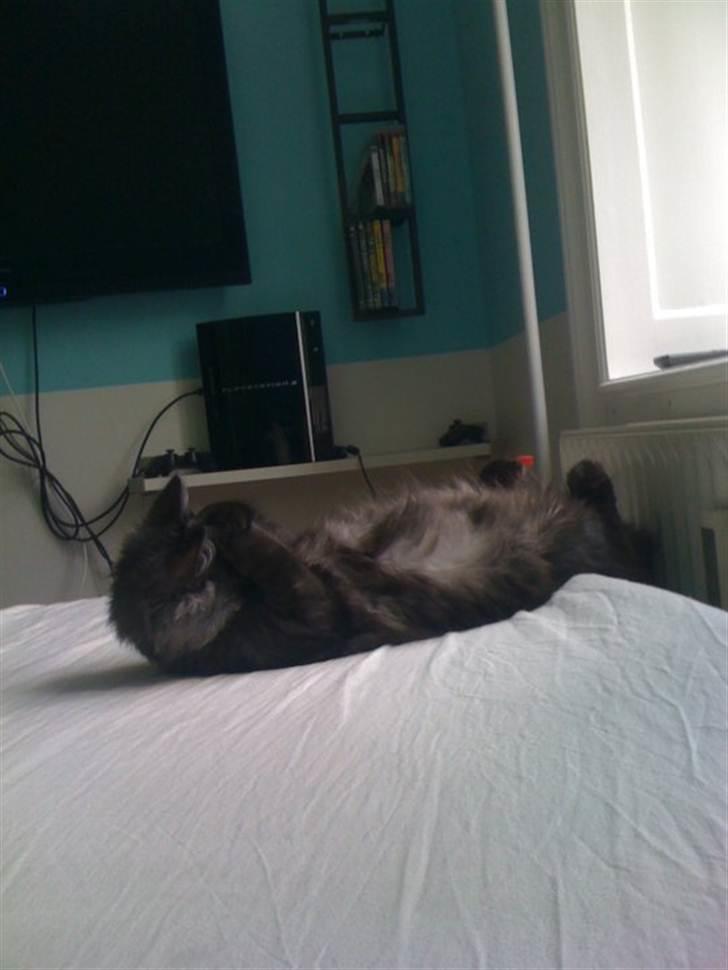 Norsk Skovkat Dk Bullcat's Zhila billede 6