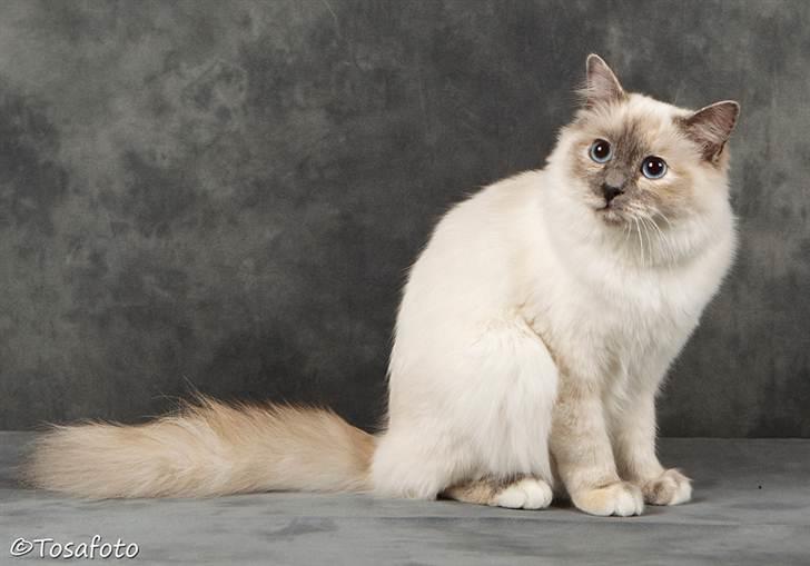 Hellig Birma assie billede 1