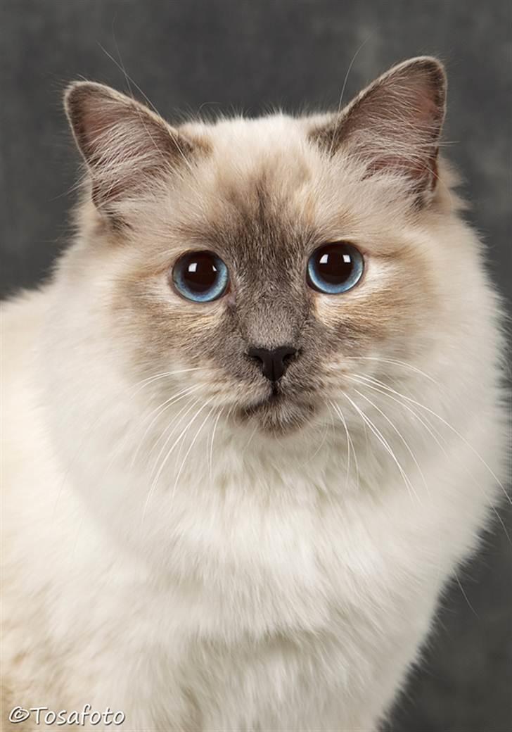 Hellig Birma assie billede 2