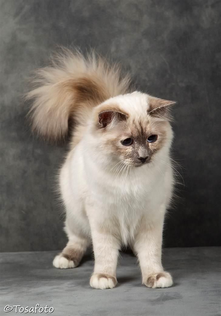 Hellig Birma assie billede 3