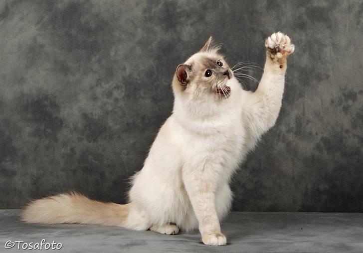 Hellig Birma assie billede 4