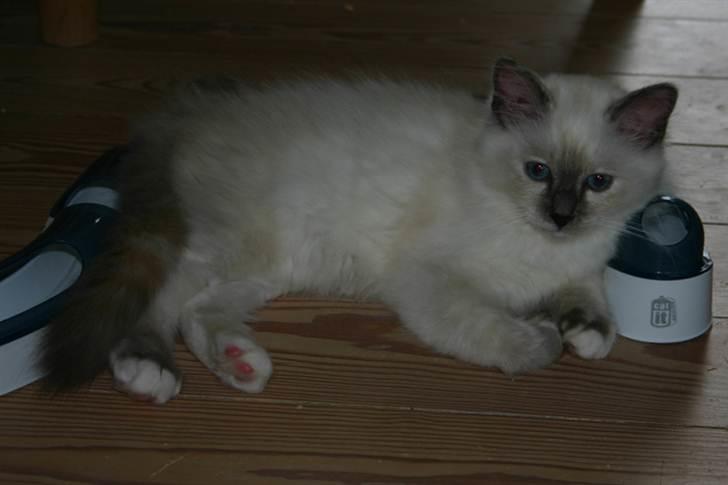 Hellig Birma assie billede 5