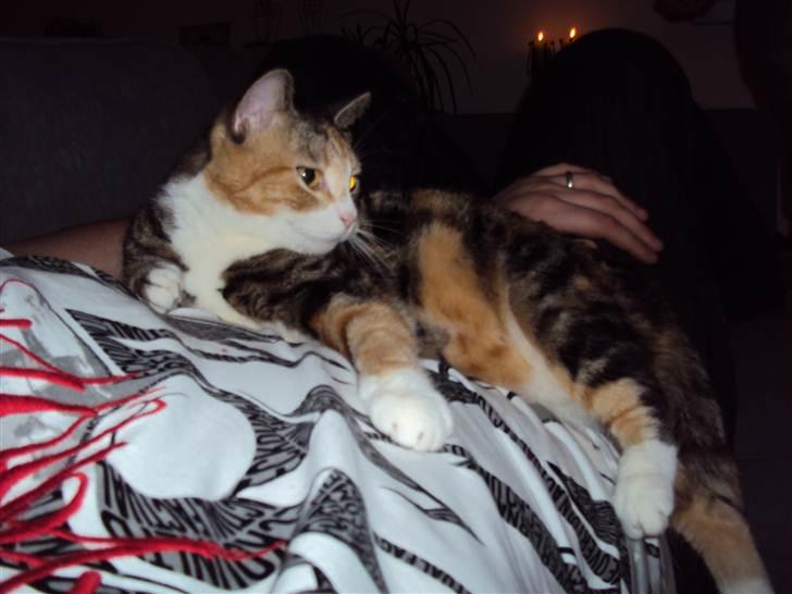 Huskat Luna - Her ligger hun så på min mave.  billede 1