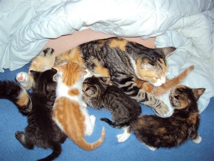 Huskat Luna - Hendes killinger hun fik i juni 2010 billede 2