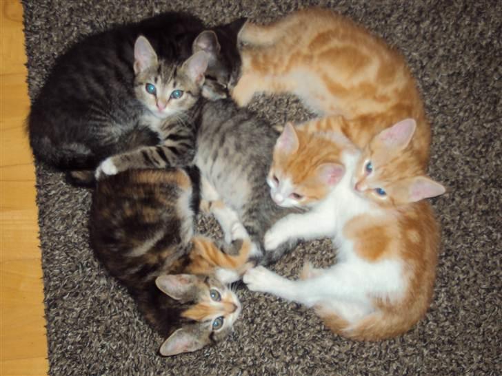 Huskat Luna - Dem igen <3 billede 3