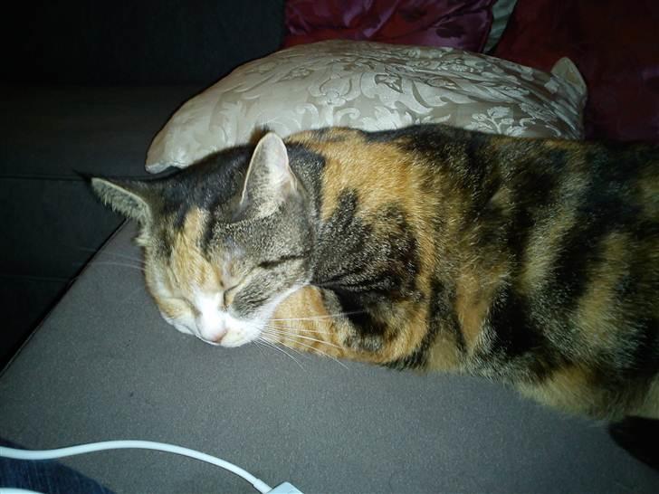 Huskat Luna billede 4