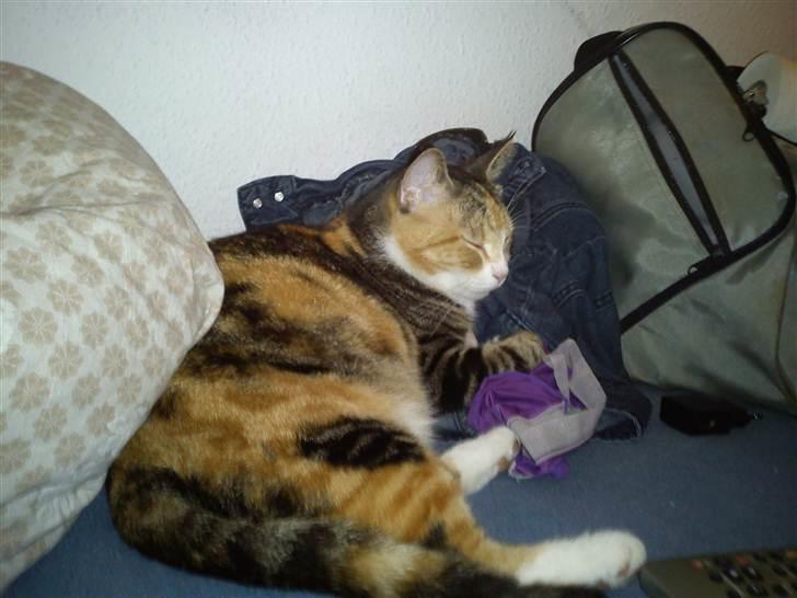 Huskat Luna billede 5