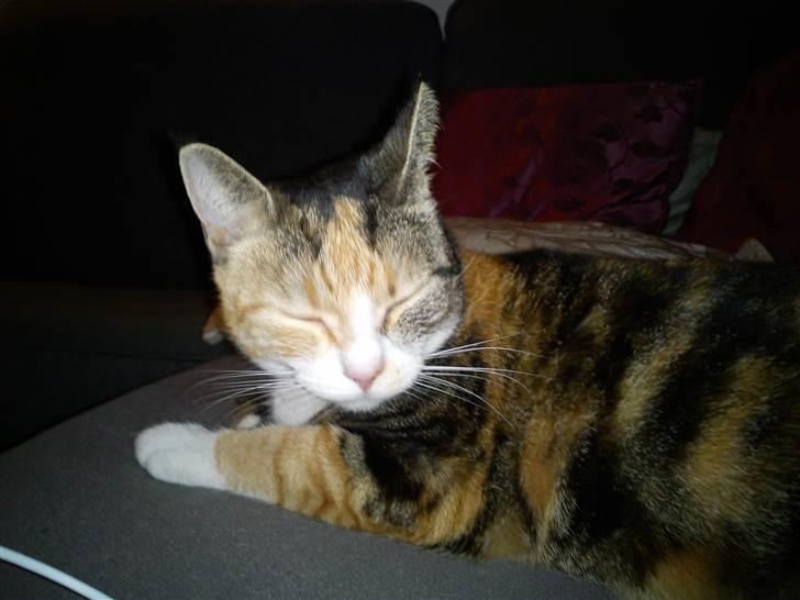 Huskat Luna billede 6