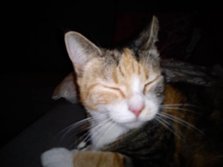 Huskat Luna billede 7