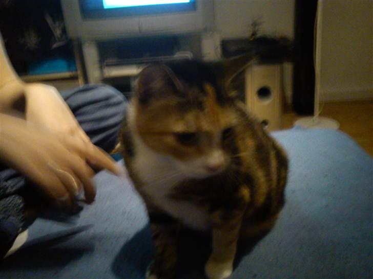 Huskat Luna billede 9