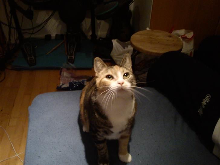 Huskat Luna billede 10