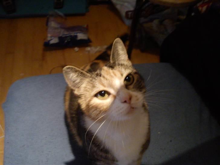 Huskat Luna billede 11