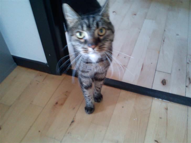 Huskat lady - nyt billed taget den 15/4 2011:) billede 9