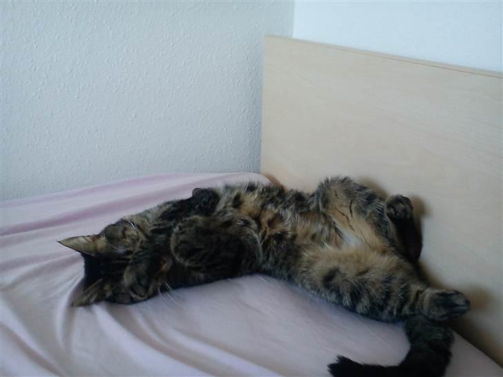 Huskat lady - marts 2011 billede 10