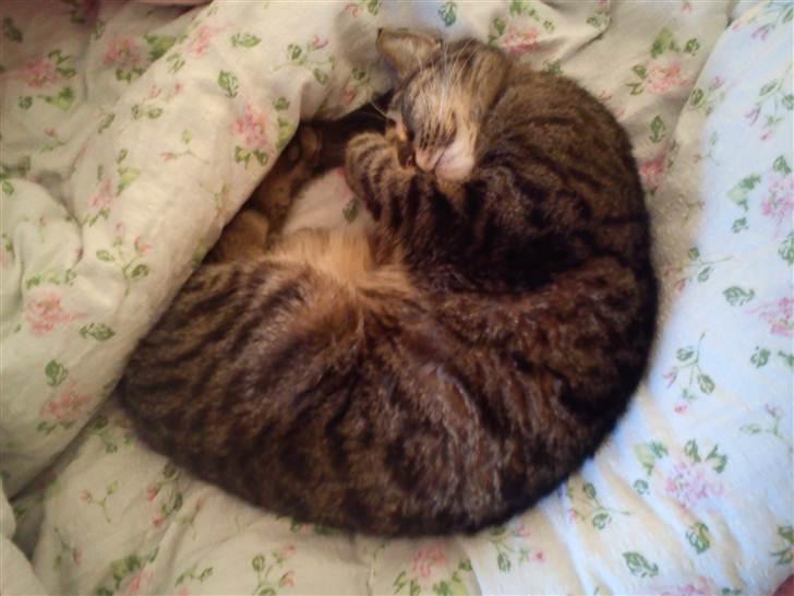 Huskat lady - januar 2011 billede 11