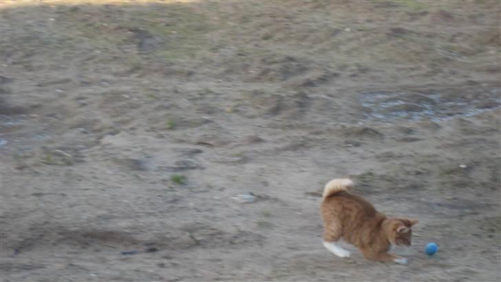 Blanding af racer baloo billede 17