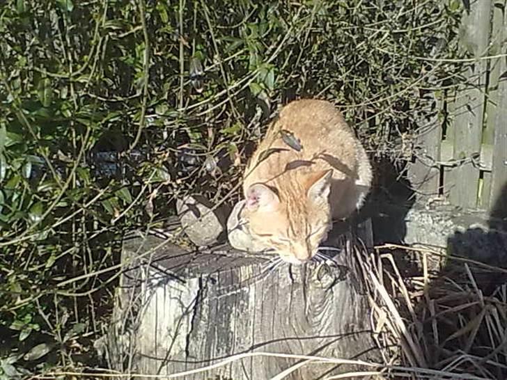 Blanding af racer Charlie - han nyder solen såå meget! billede 1