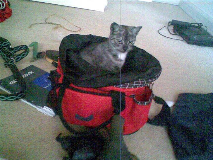 Blanding af racer Emmy - taske elskeren! lige så snart der er en tom taske et sted sidder emmy i den! <3 billede 7