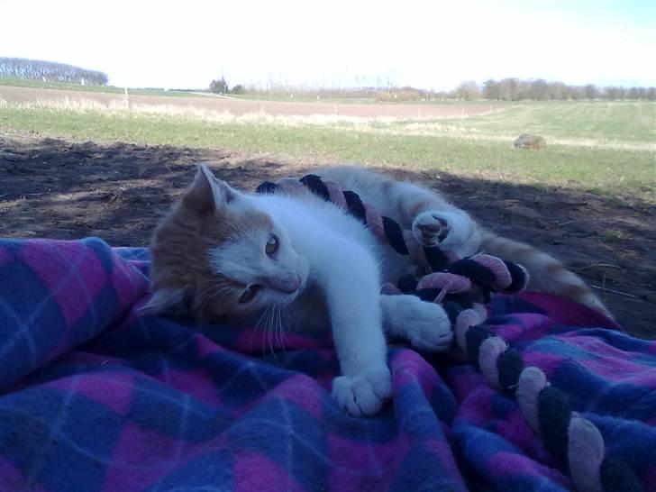 Blanding af racer Mio <3 Drømmekatten<3 billede 10