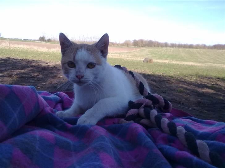 Blanding af racer Mio <3 Drømmekatten<3 billede 11