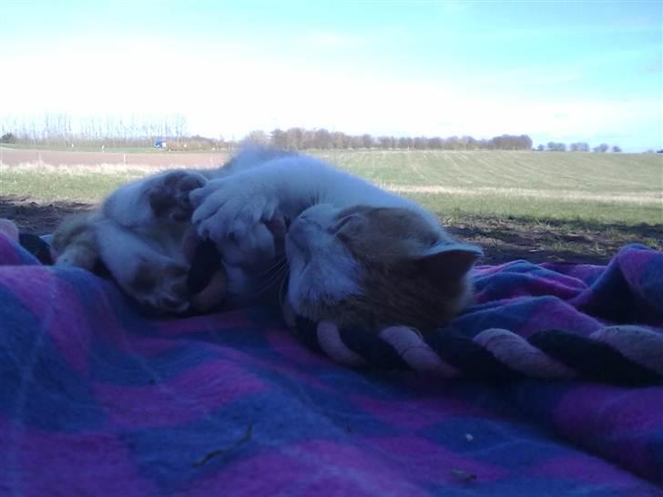 Blanding af racer Mio <3 Drømmekatten<3 billede 12