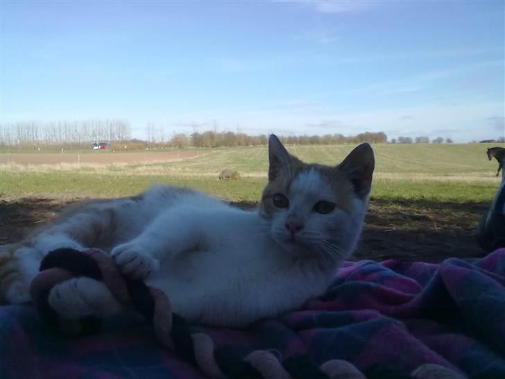 Blanding af racer Mio <3 Drømmekatten<3 billede 13