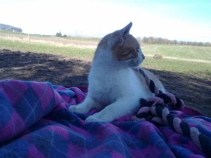 Blanding af racer Mio <3 Drømmekatten<3 billede 14